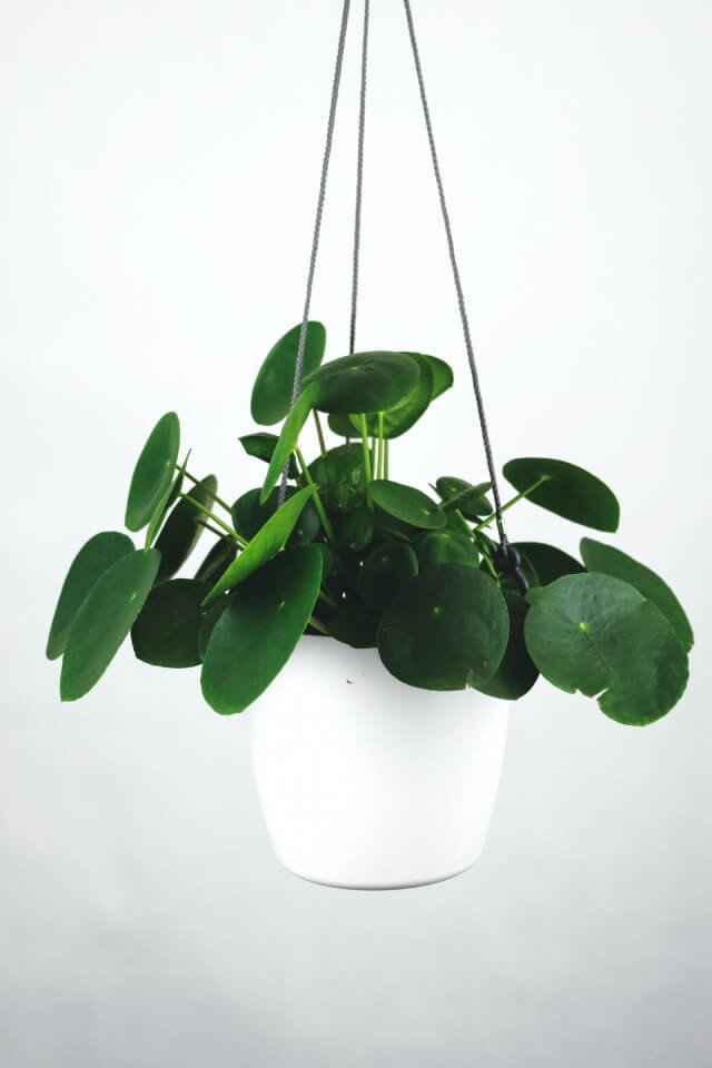 Pilea Peperomioides - Imagem 2